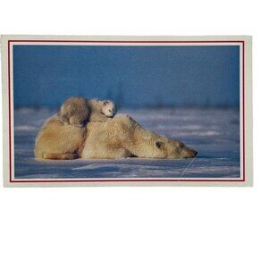 Vintage Postcard Polar Bear National Geographic Wild Life u